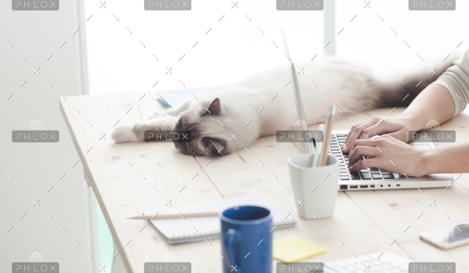 demo-attachment-12-sleepy-cat-on-a-desktop-P4C6THM
